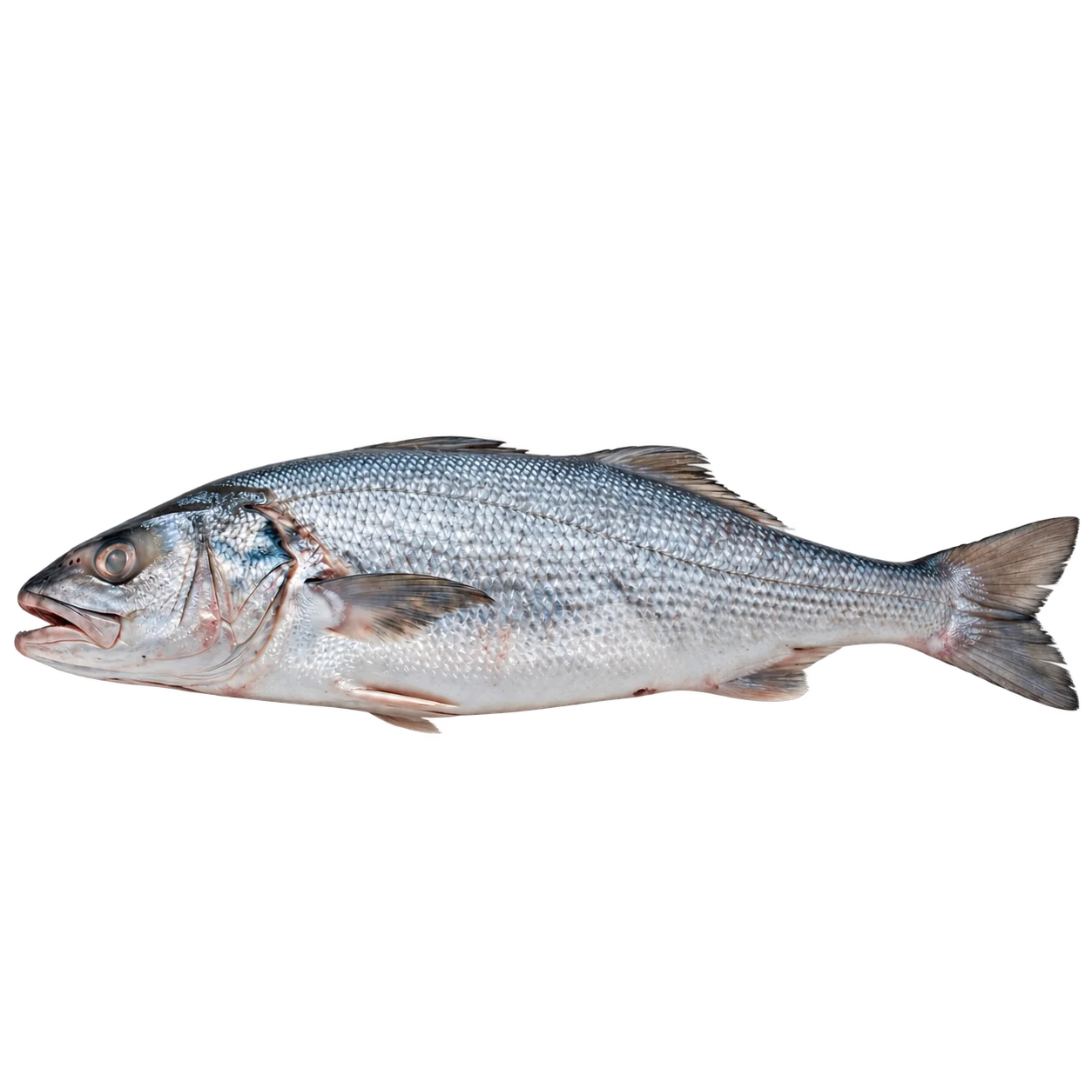 White Sea Bass